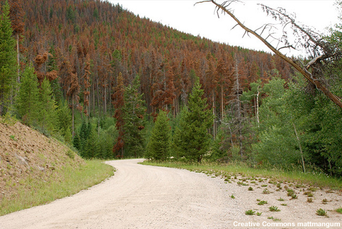 Pine beetle kill in a forest
