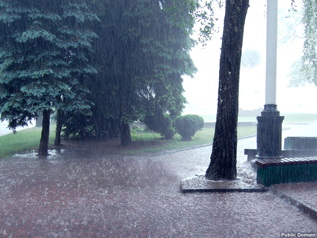 Heavy rain falling near isolated trees.