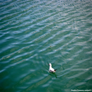 A seagull 
swimming on water with small waves passing by.