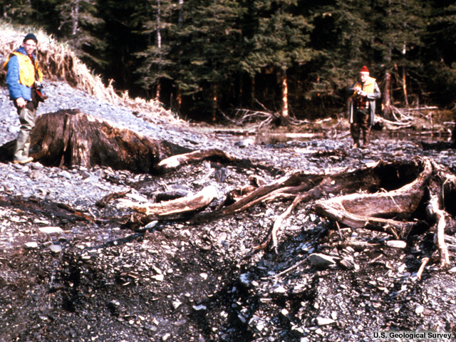 Alaska Earthquake March 27, 1964. The stumps in the foreground are part of an ancient forest on Latouche Island in Prince William Sound that was submerged below sea level and buried in prehistoric times. Tectonic uplift of 9 feet during the earthquake raised these stumps above sea level once again, demonstrating that the area is tectonically restless. 